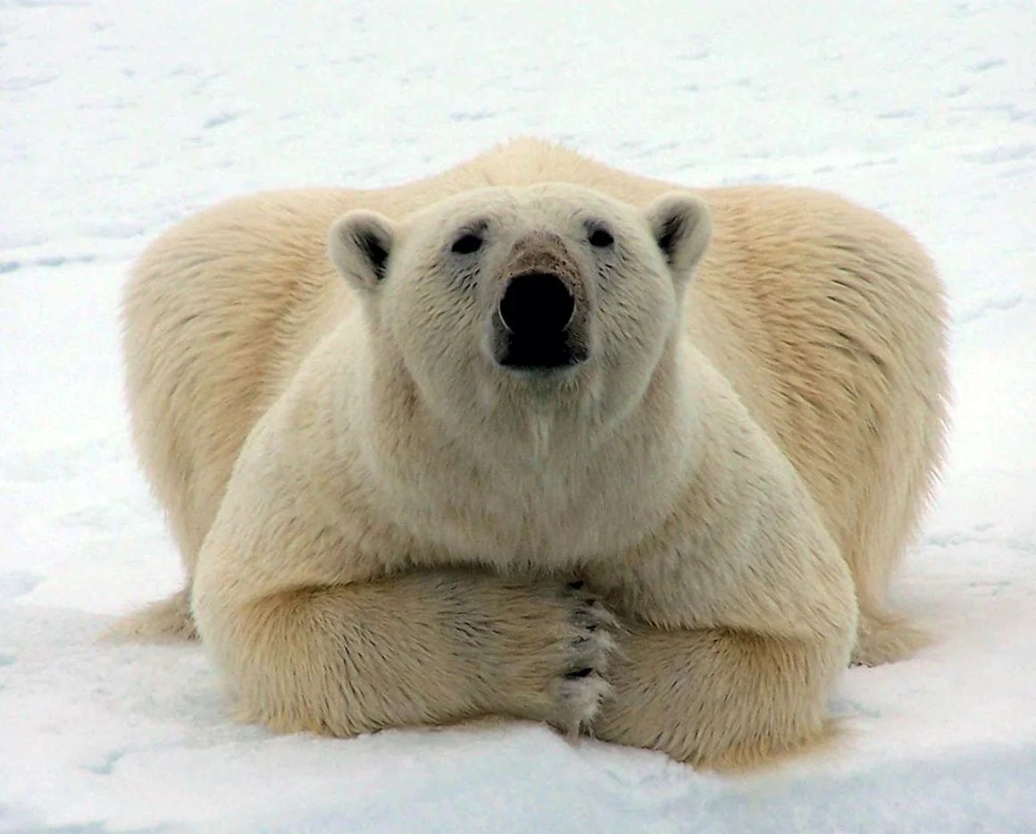 Белый медведь лат. Ursus maritimus