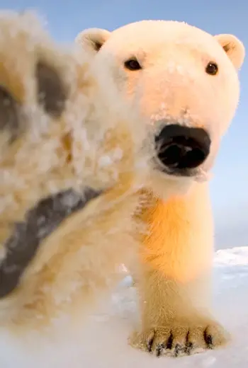 Белый медведь WWF