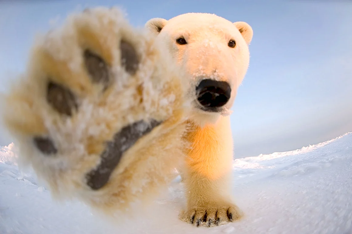 Белый медведь WWF