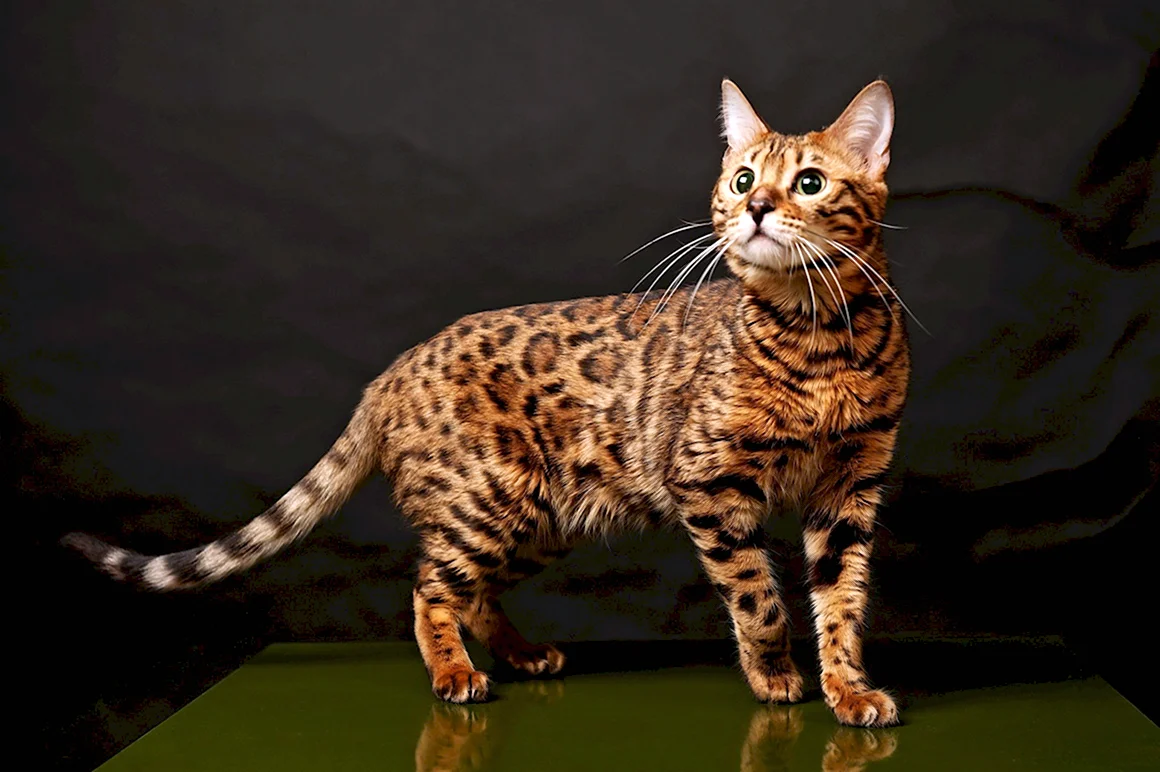 Бенгальская кошка