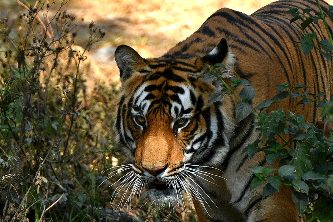 Бенгальский тигр Корея