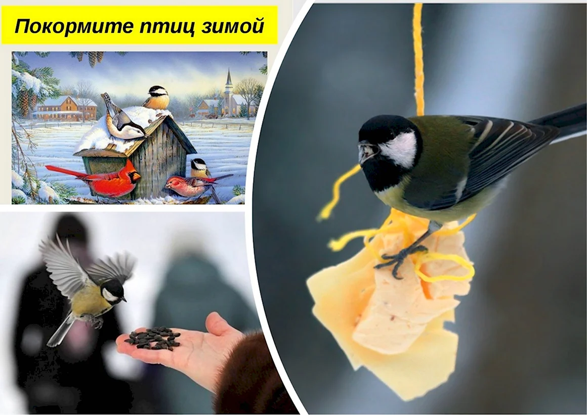 Берегите птиц зимой