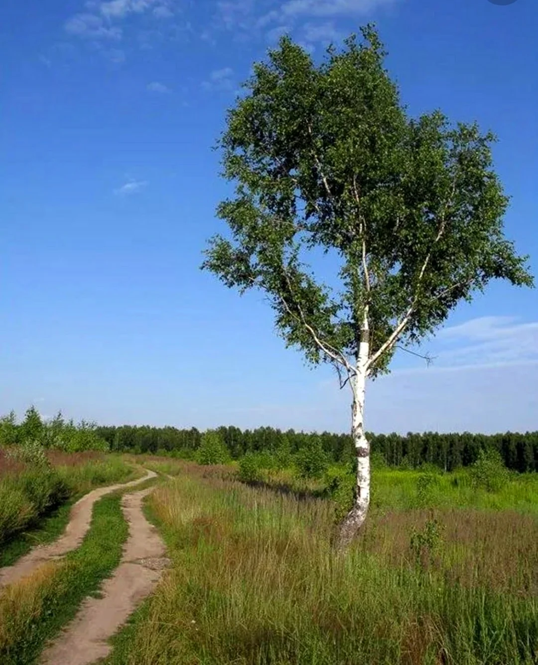 Береза