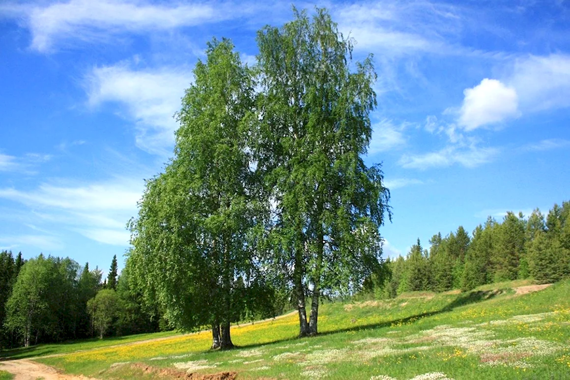 Береза