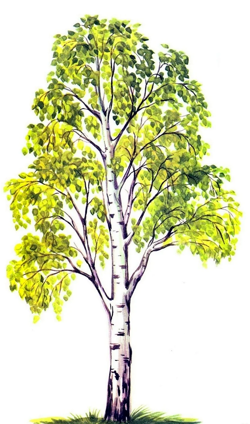 Береза