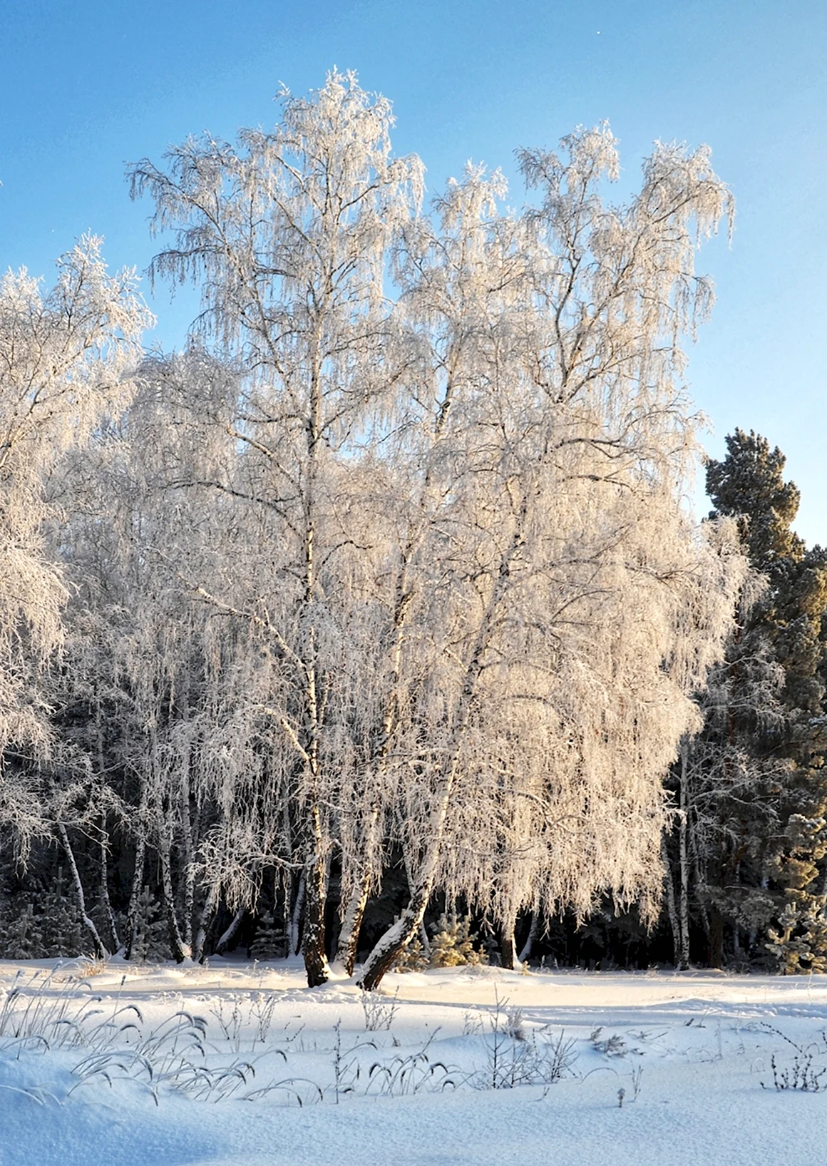 Береза белая береза
