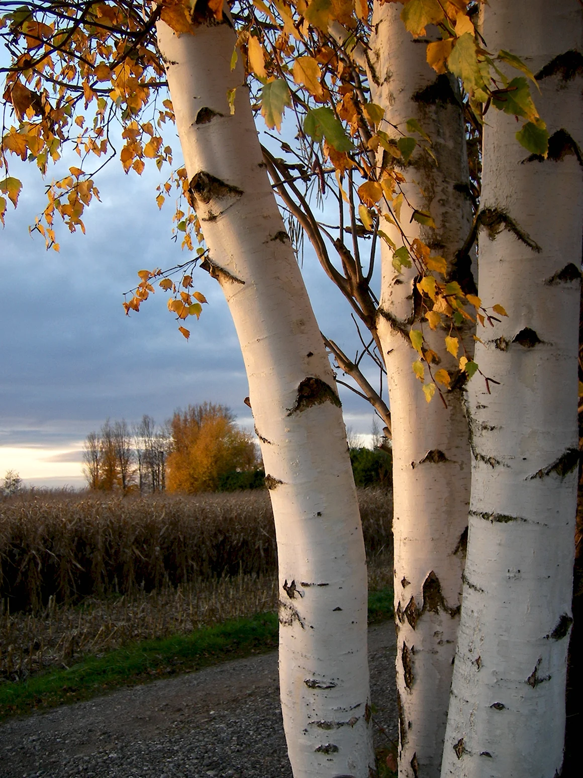 Береза Birch