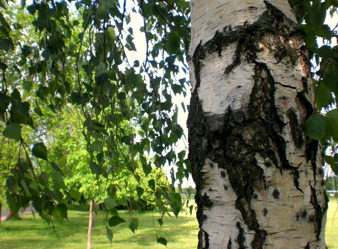 Береза бородавчатая