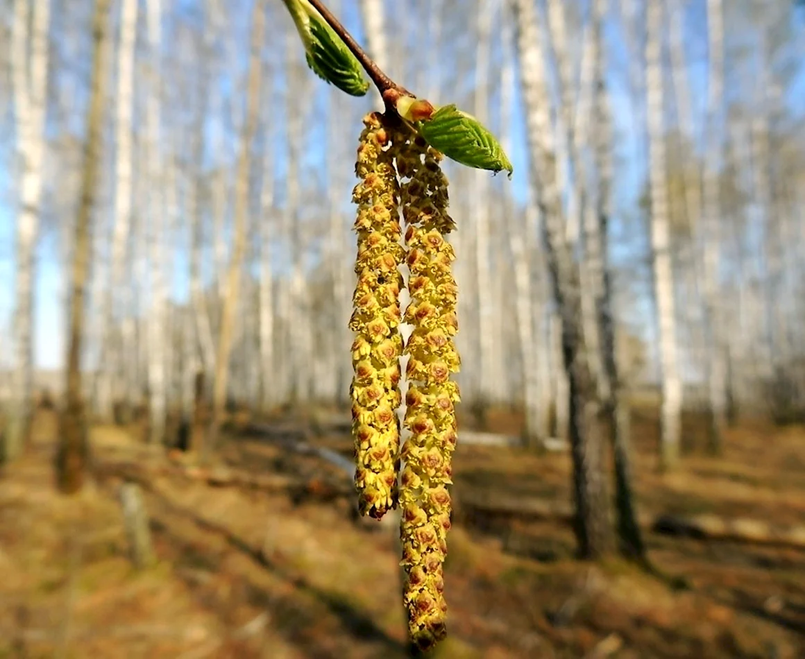 Береза бородавчатая сережки