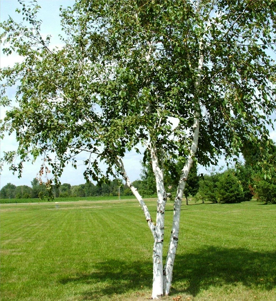 Береза бумажная Betula papyrifera