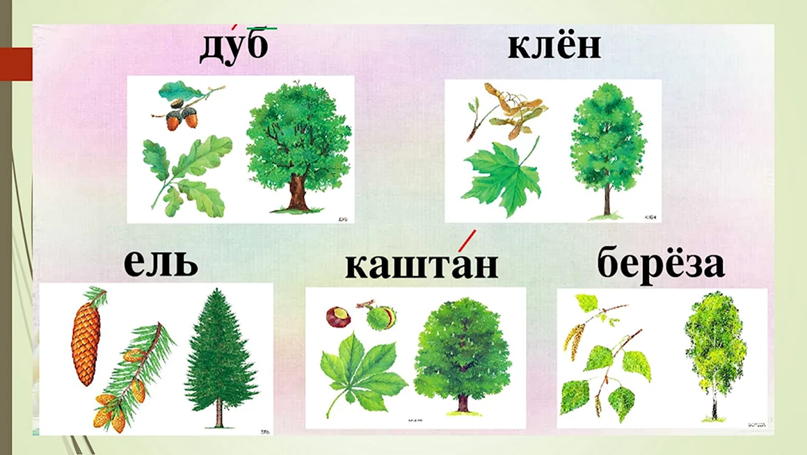 Береза дуб клен ель