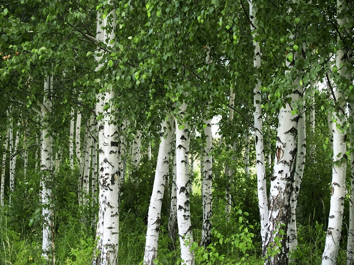 Береза обыкновенная Betula Alba