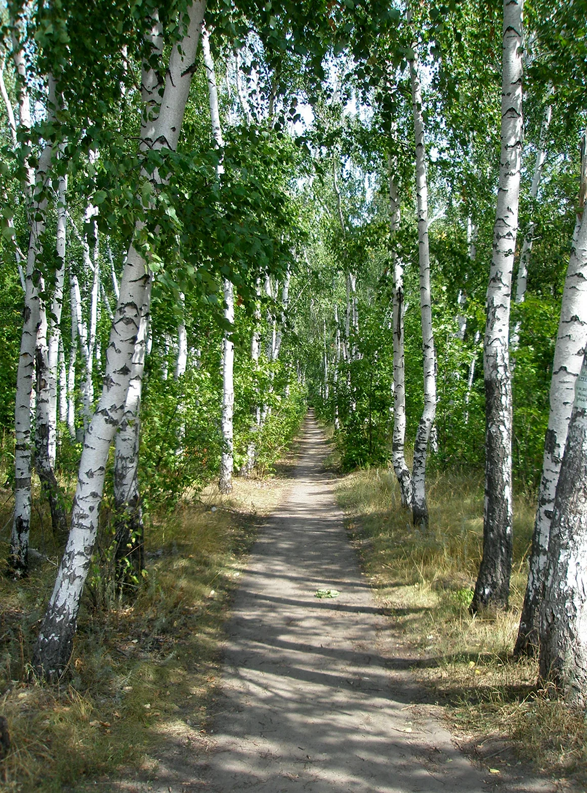 Берёза ойковская