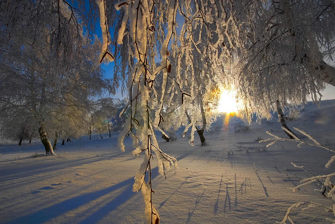 Береза под снегом