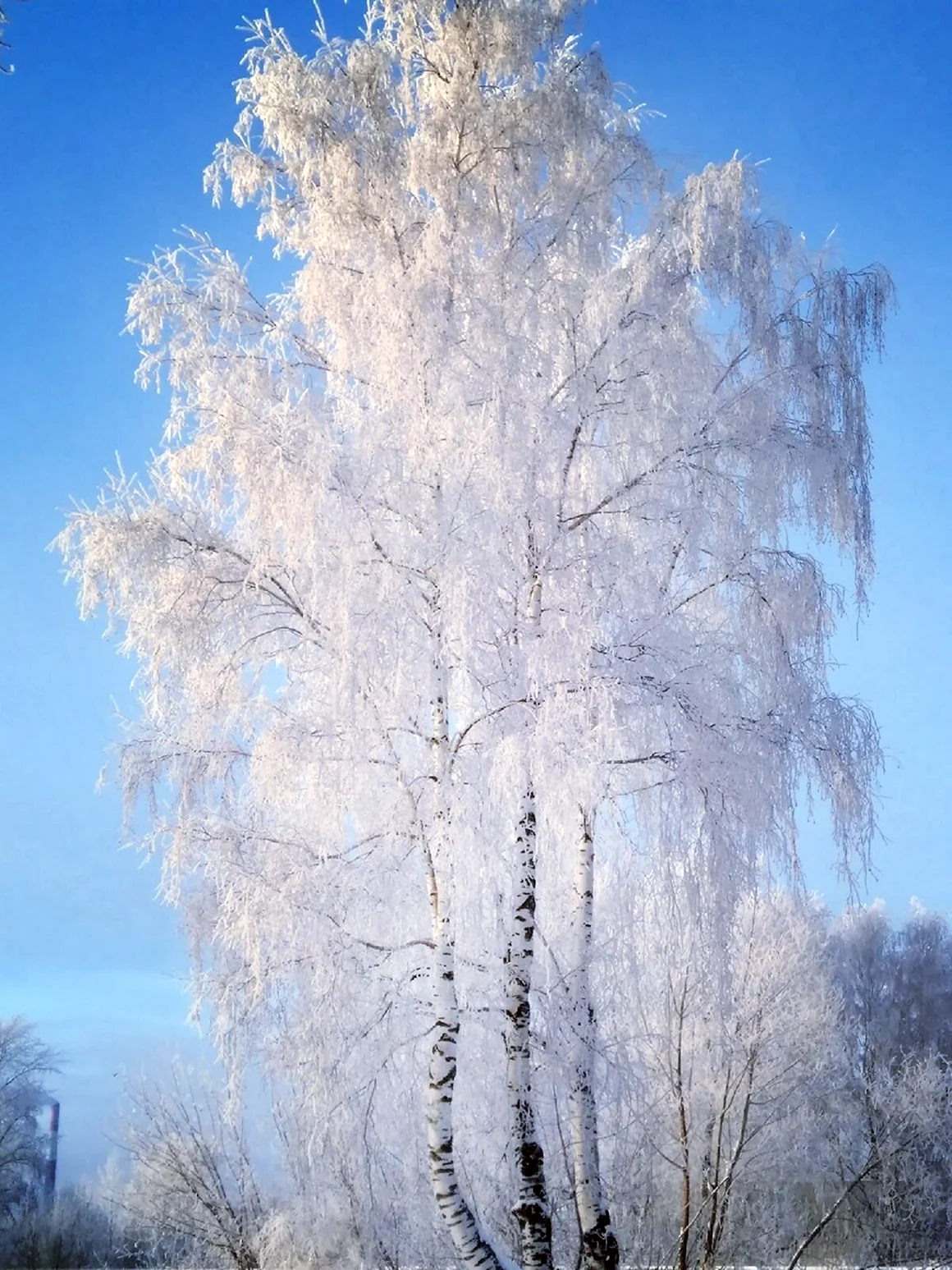 Береза в инее
