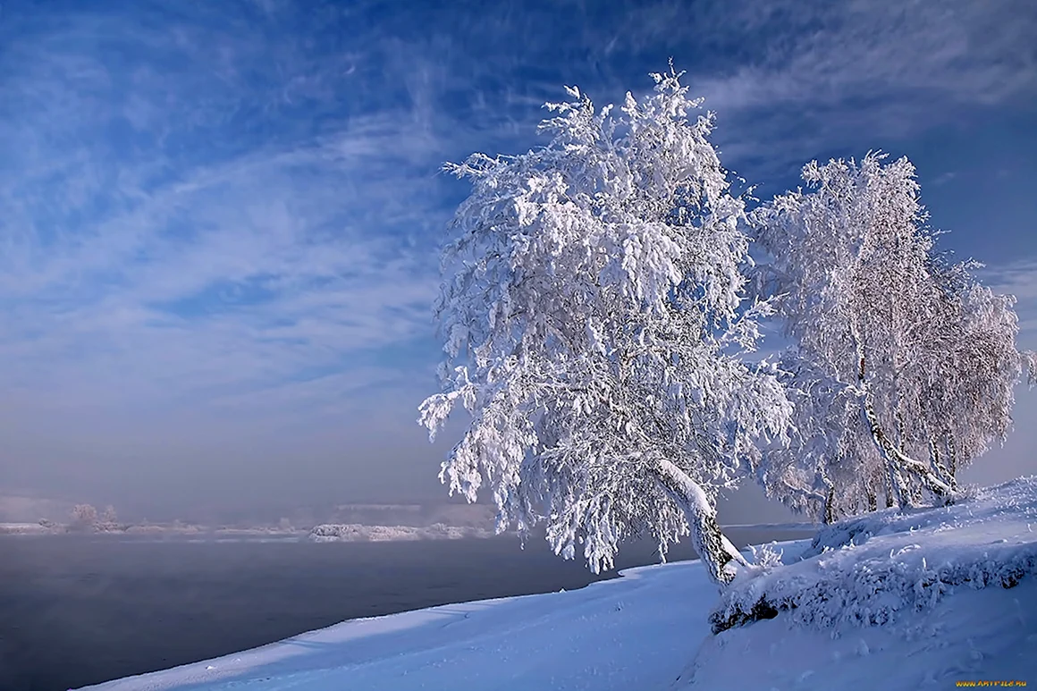 Береза в снегу