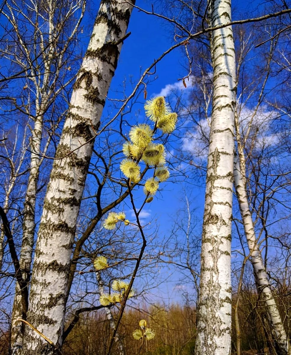 Береза весной