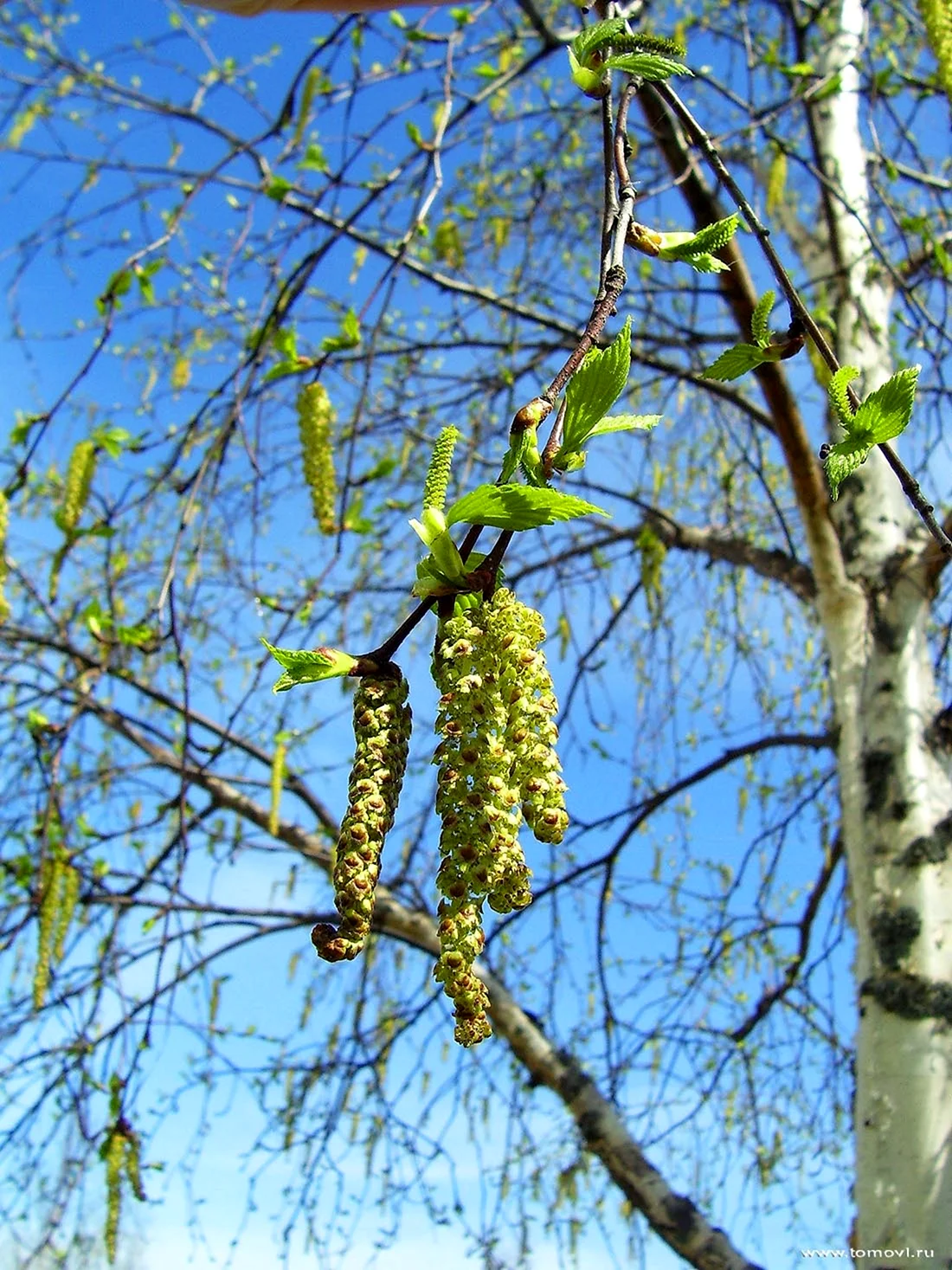 Береза весной