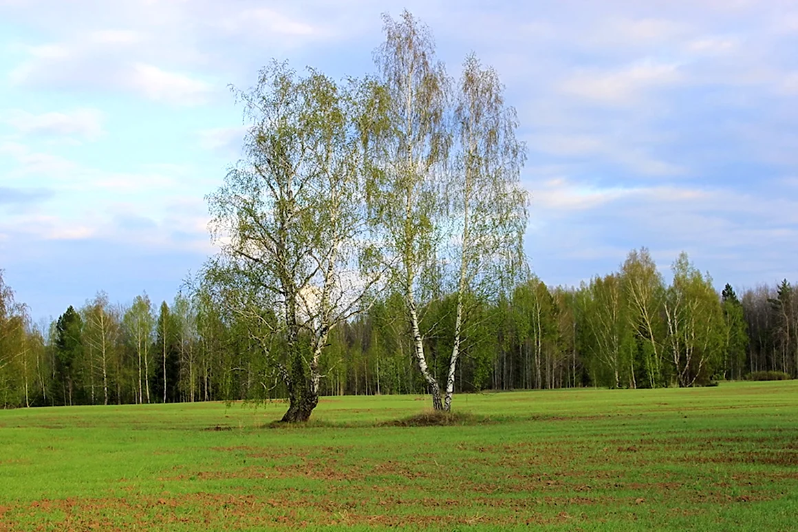 Береза весной