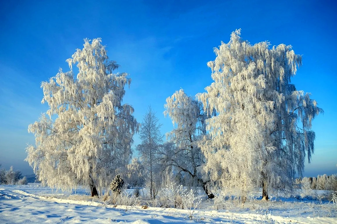 Береза зима