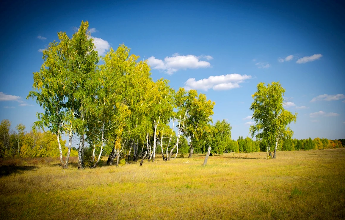 Березовая роща