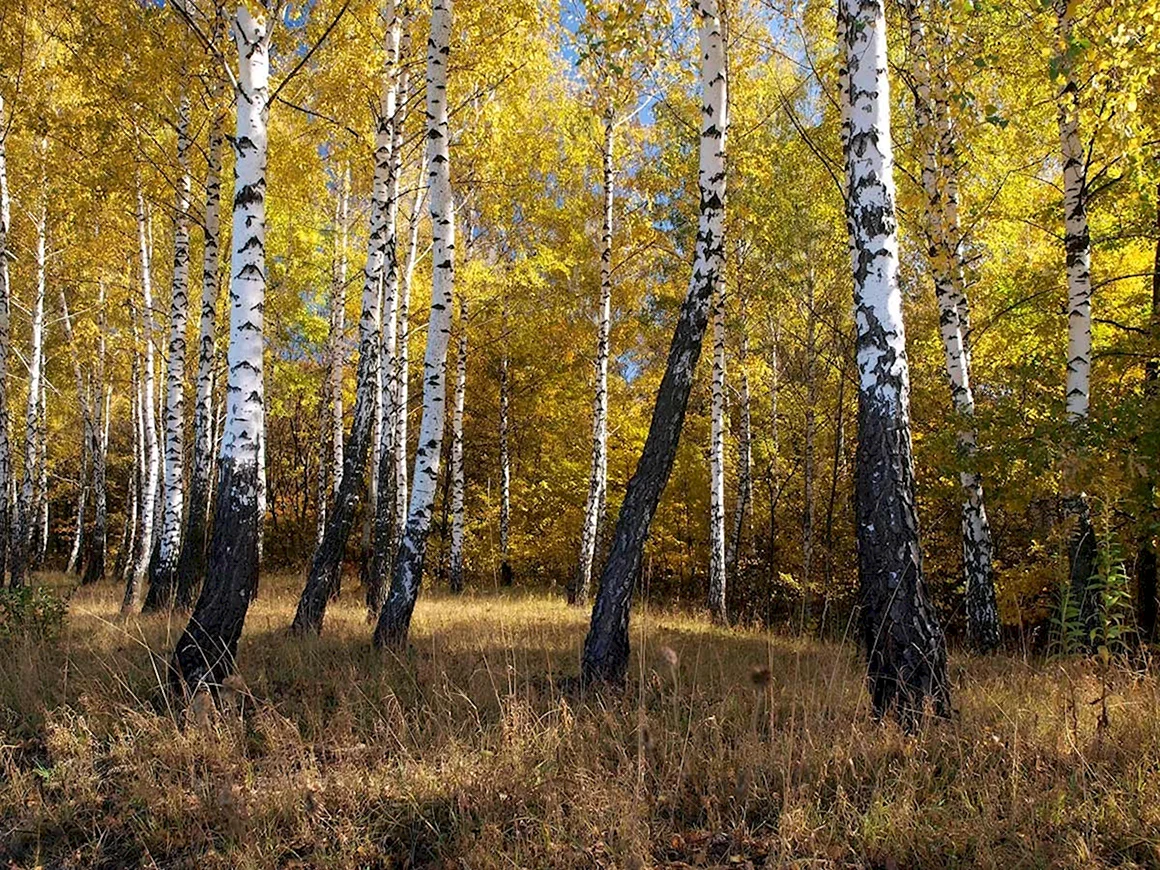 Березовая роща Алтайский край
