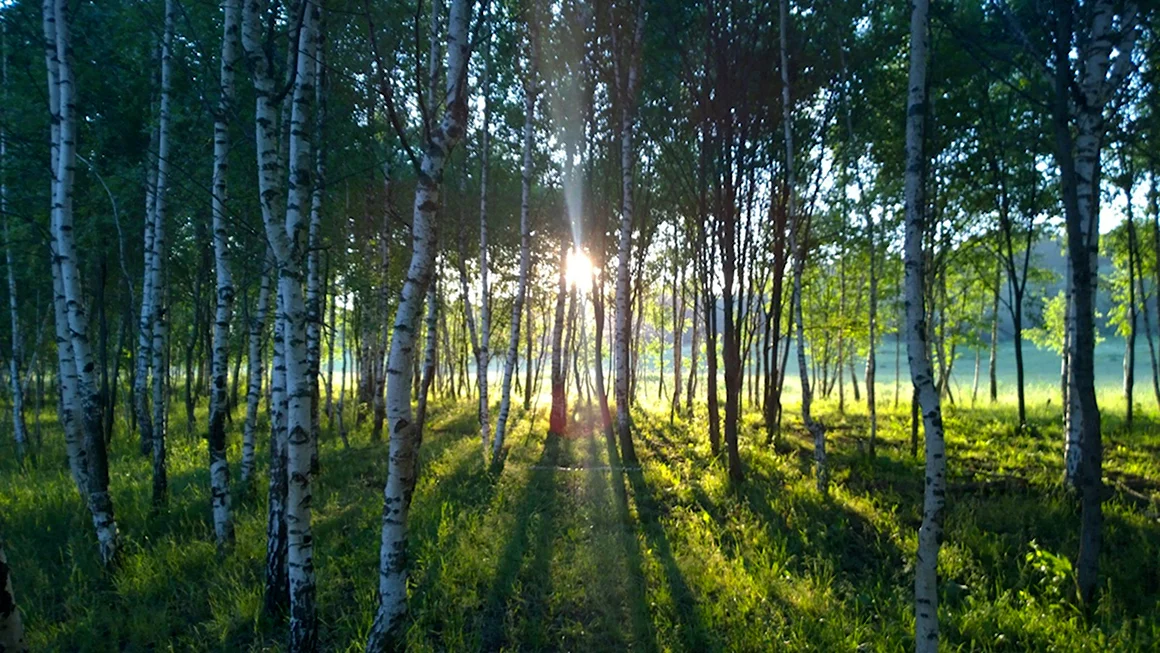 Березовая роща Бердск