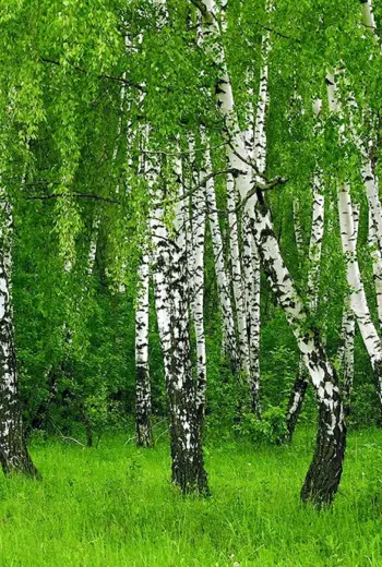 Березовая роща береза повислая