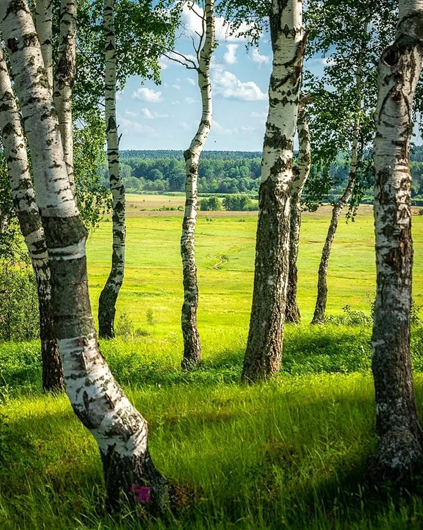 Березовая роща Якутии
