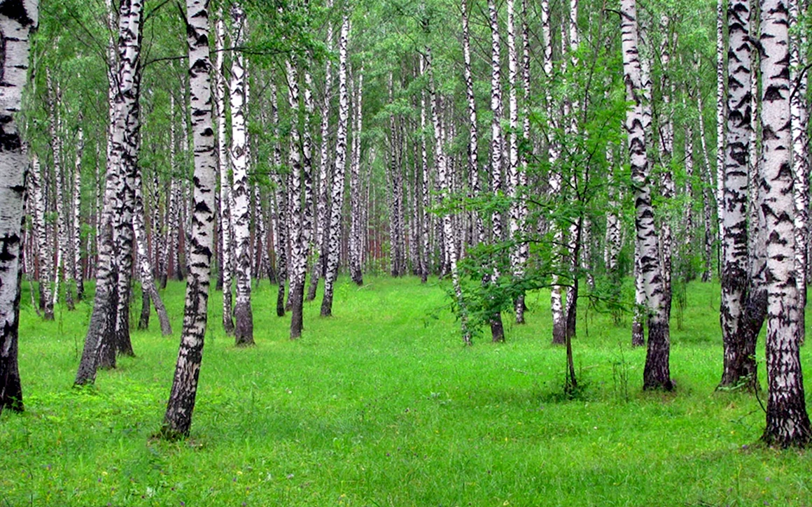 Березовая роща Кострома