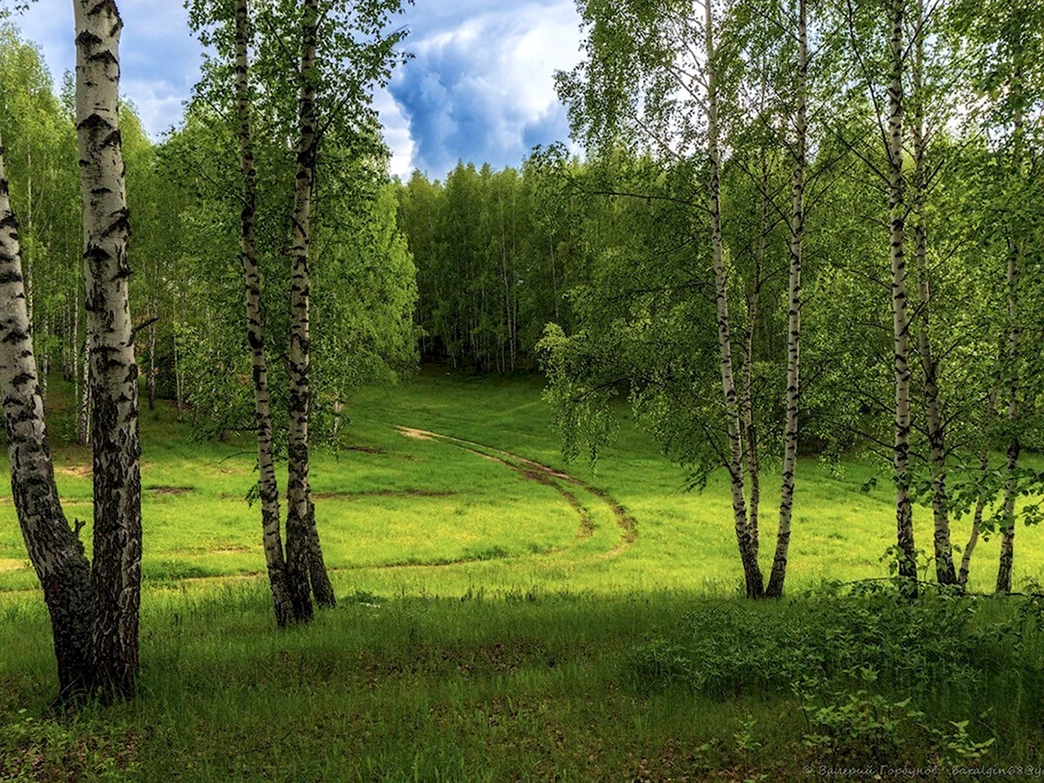 Березовая роща Рязань