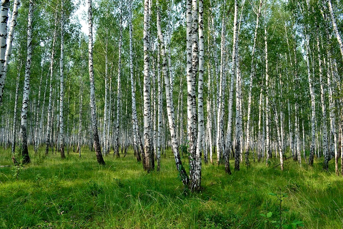 Березовая роща Самара
