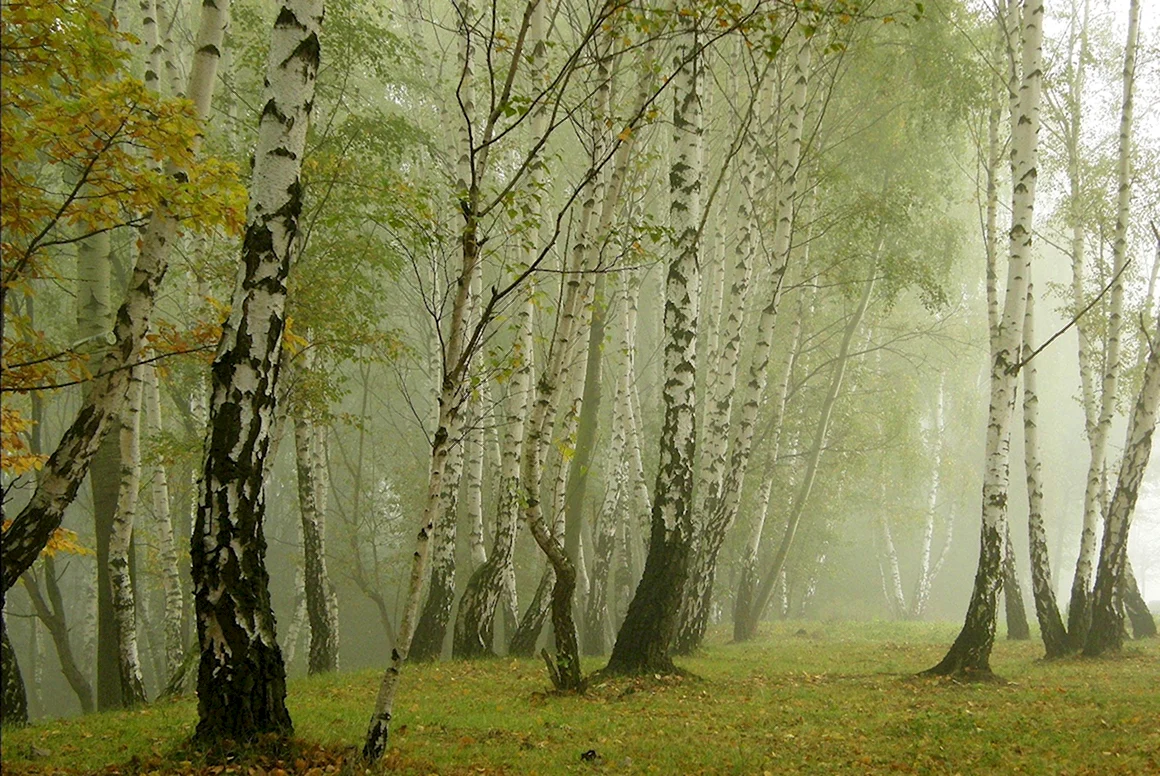 Березовая роща в апреле