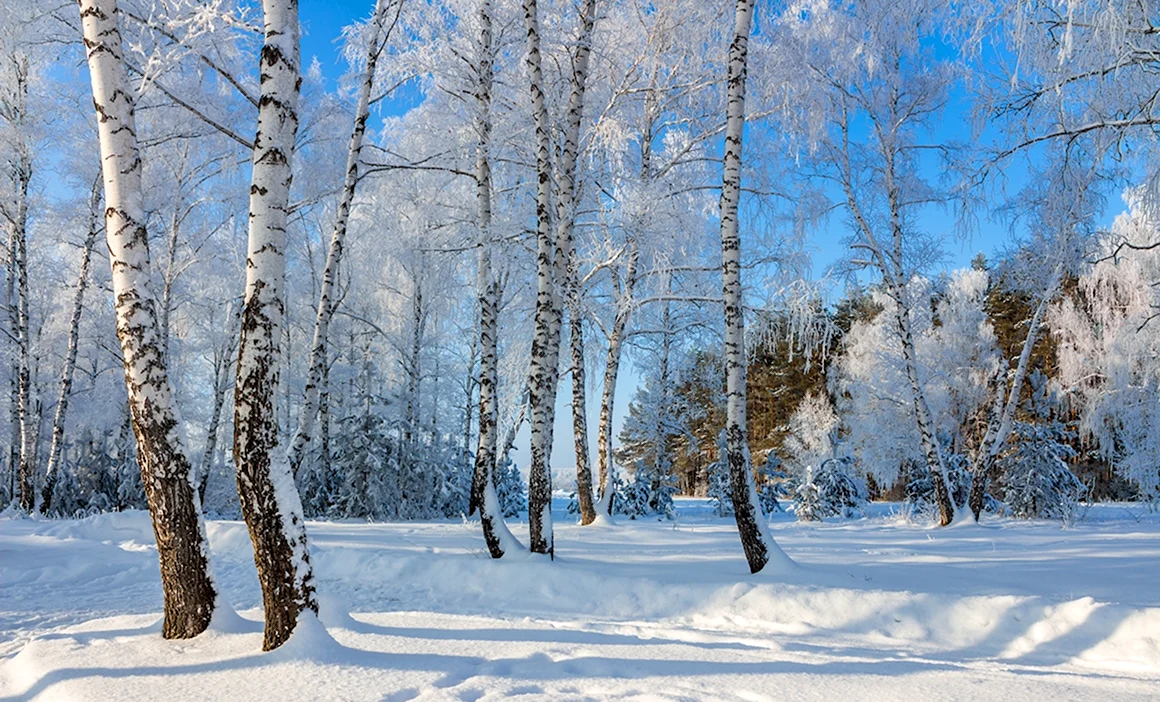 Березовый лес зимой