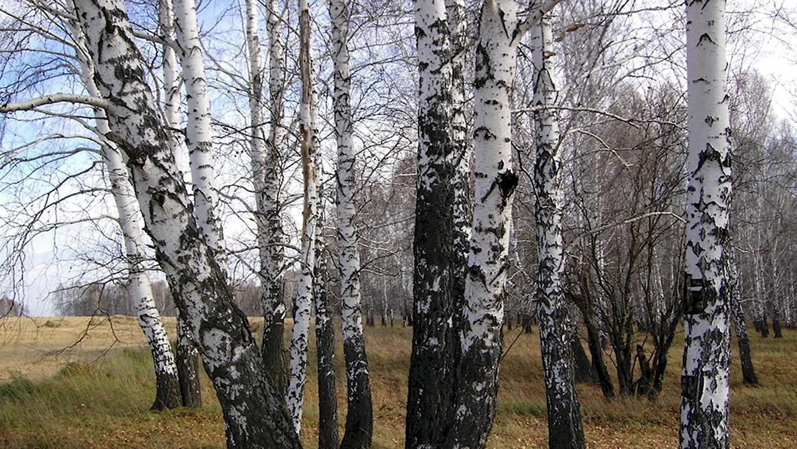 Березы