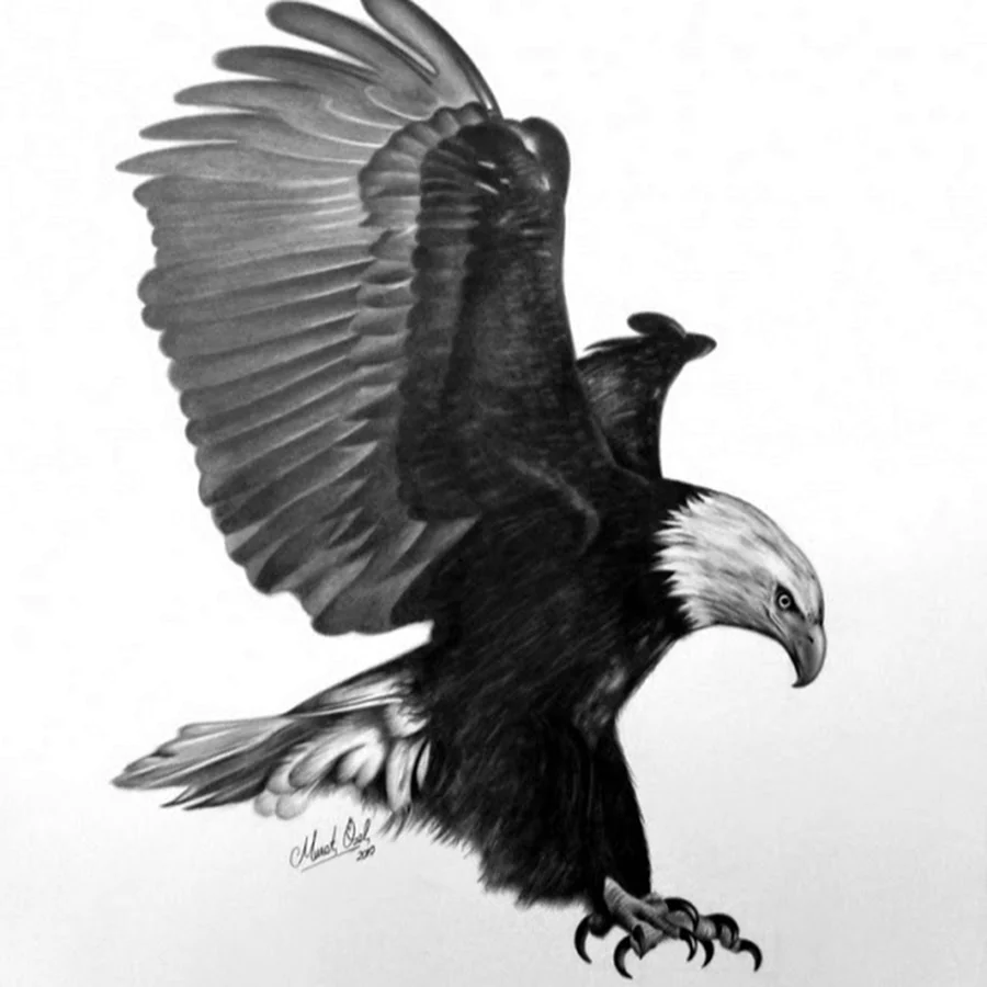 Беркут рисунок