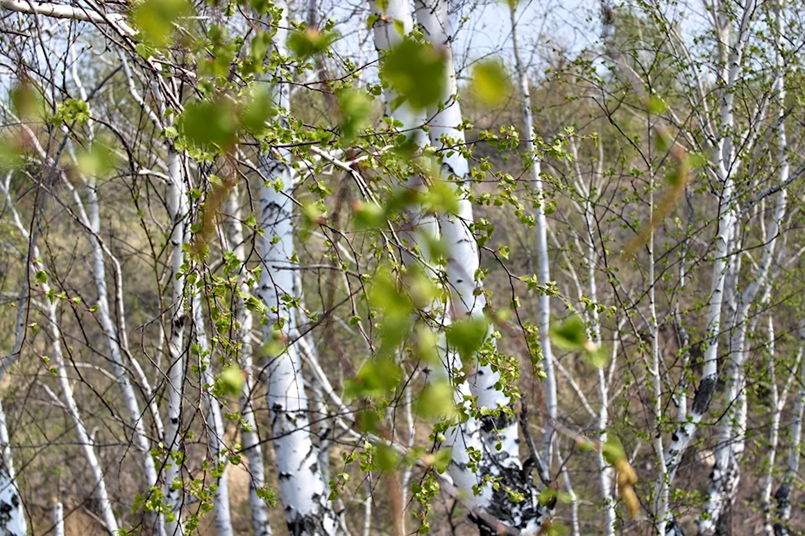 Beryoza дерево Sok