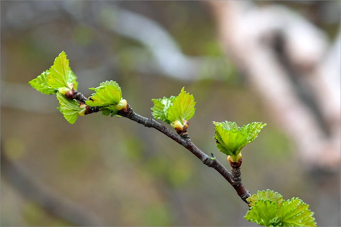 Betula czerepanovii
