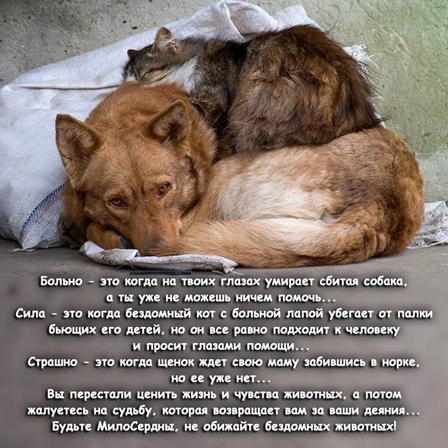 Бездомных животных