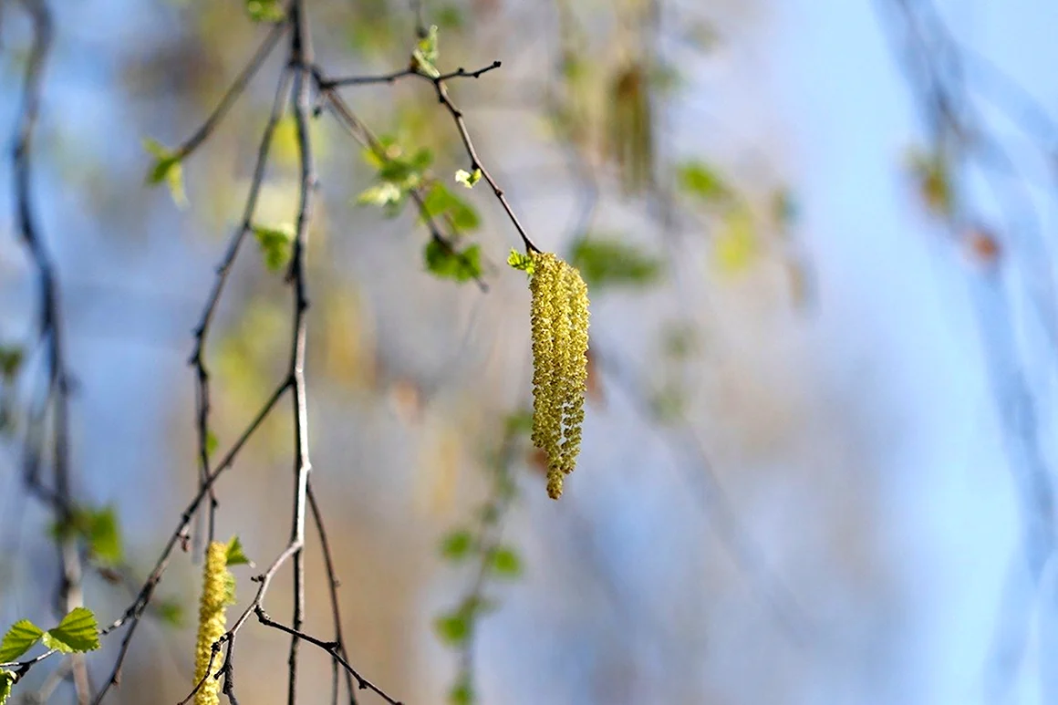 Birch catkins
