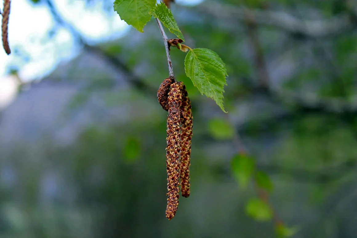 Birch catkins