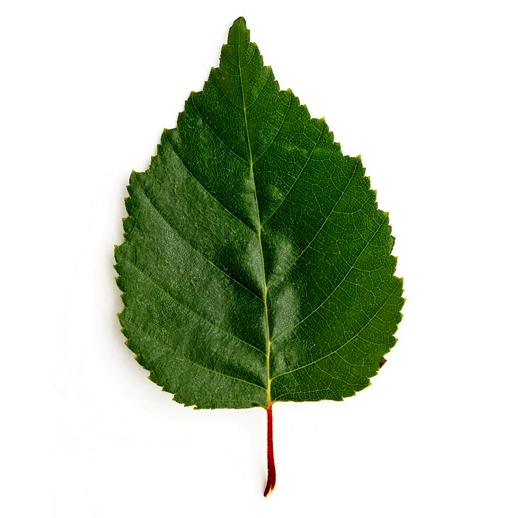 Birch Leaf