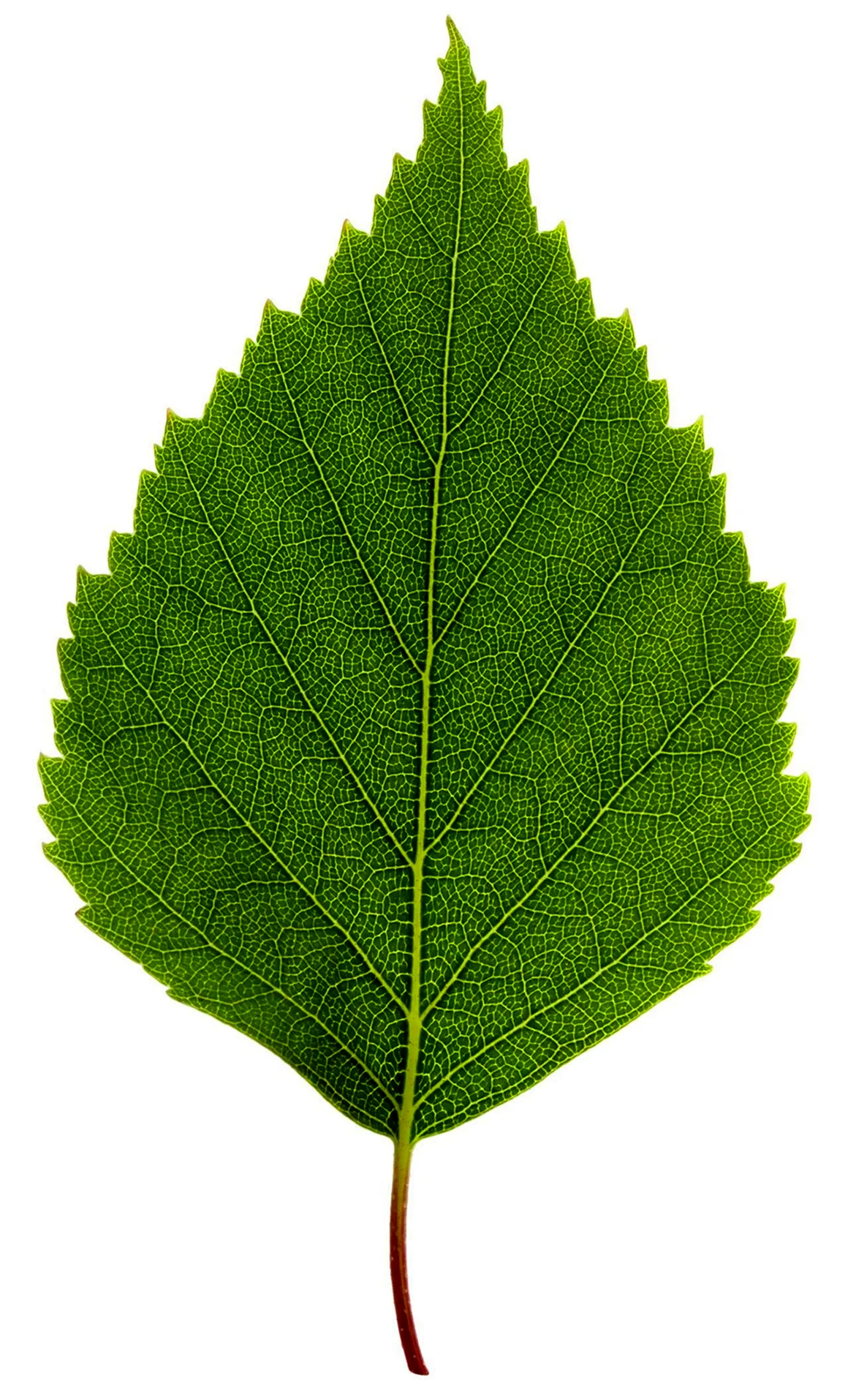 Birch Leaf