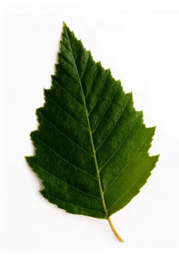 Birch Leaf