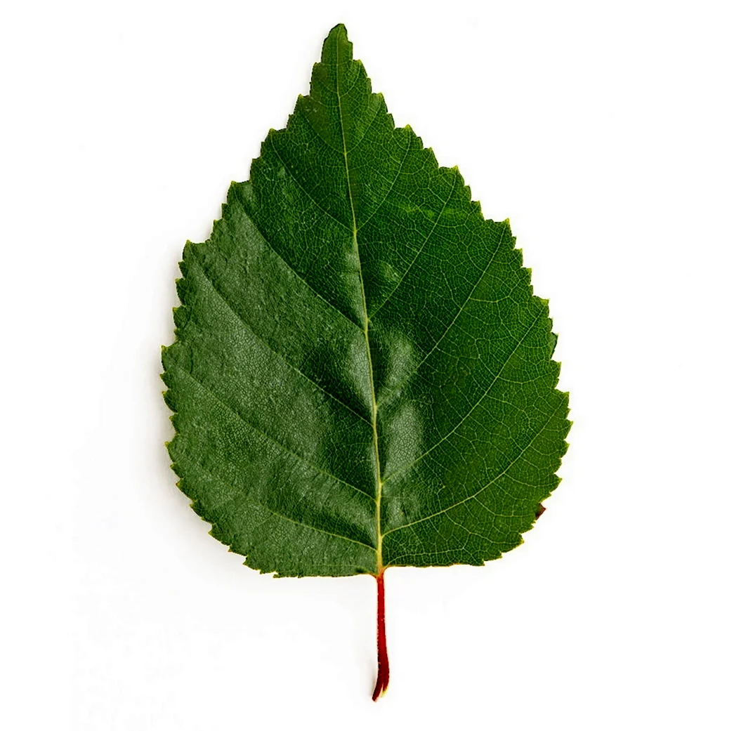 Birch Leaf