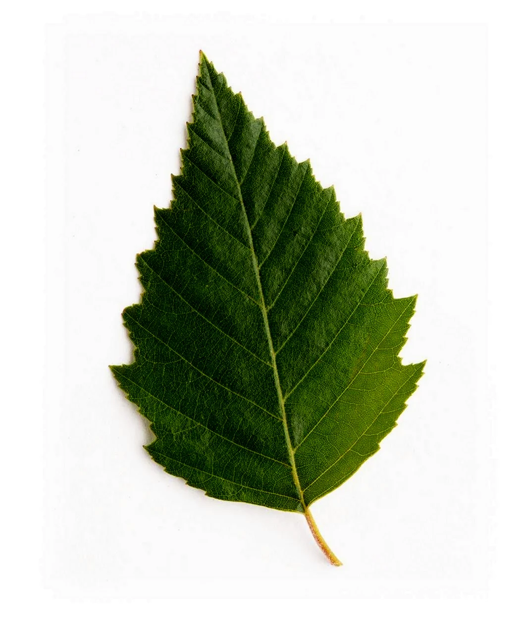Birch Leaf