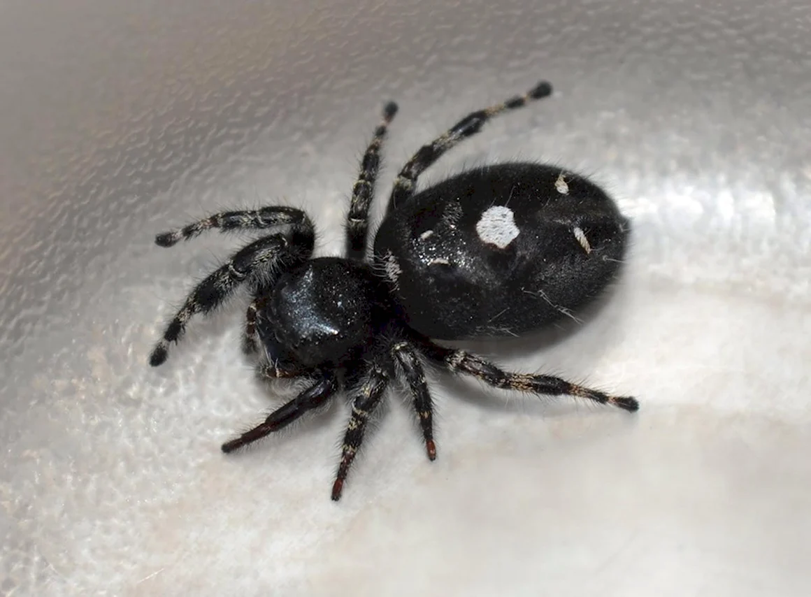 Black Spider чёрный паук