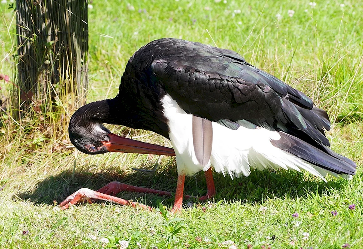 Black Stork Ciconia nigra