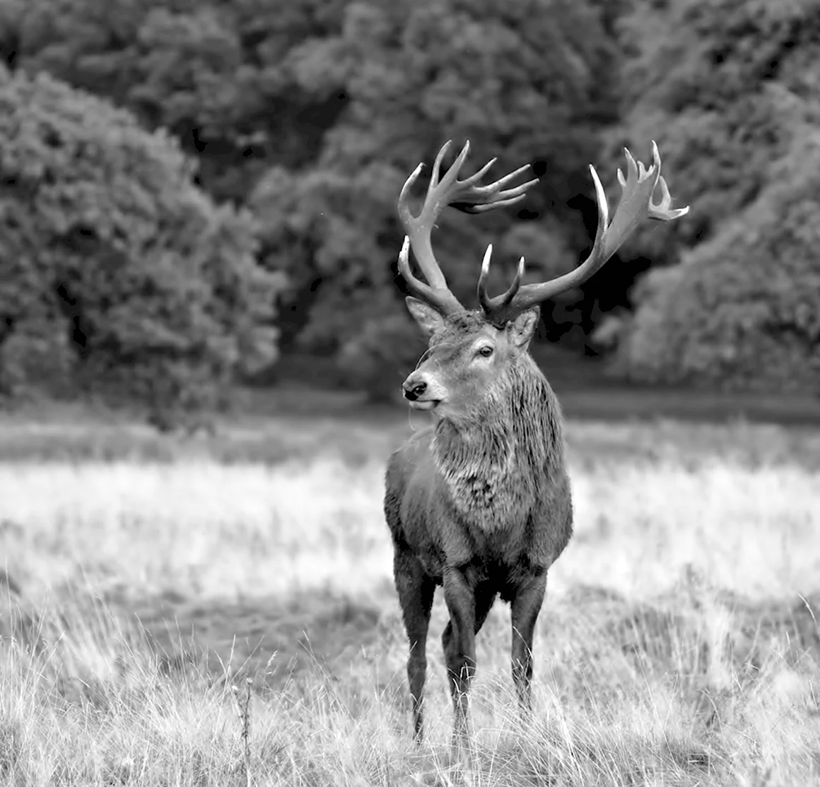 Благородный олень Cervus elaphus