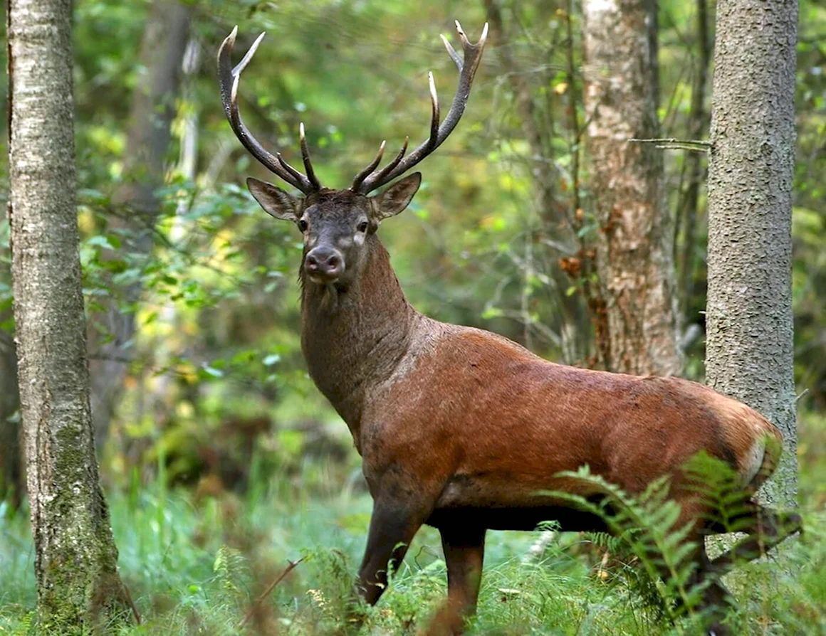 Благородный олень Cervus elaphus
